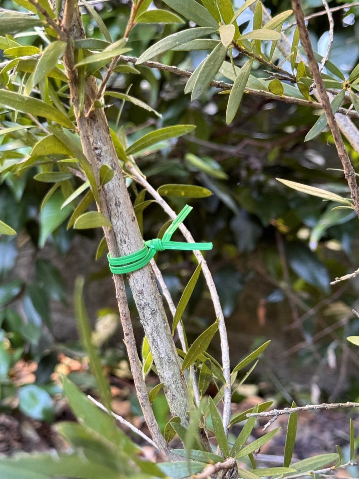 a green bio twisties tied to a tree branch