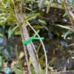 a green bio twisties tied to a tree branch