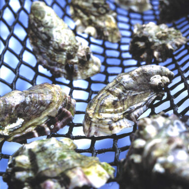 Oyster in a mesh